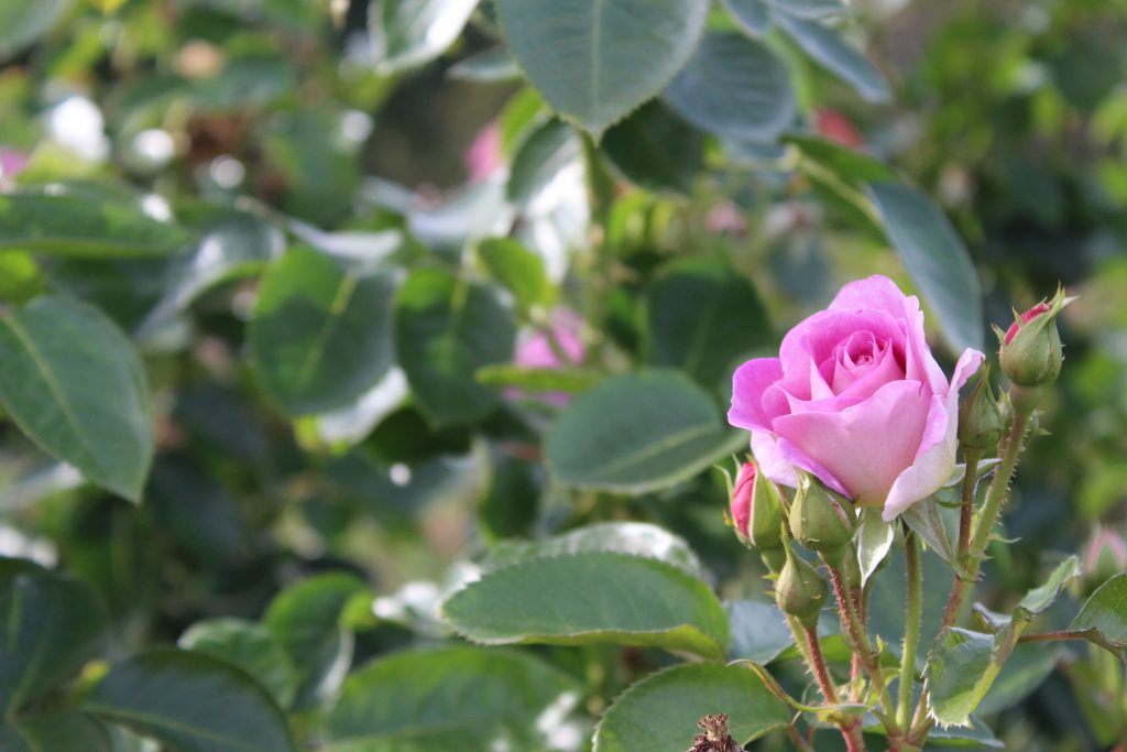 Pink rose amidst with some green leaves